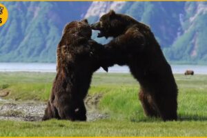 The Fierce Fight Between 2 HUGE Ferocious Bears | Animal Fighting