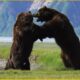 The Fierce Fight Between 2 HUGE Ferocious Bears | Animal Fighting