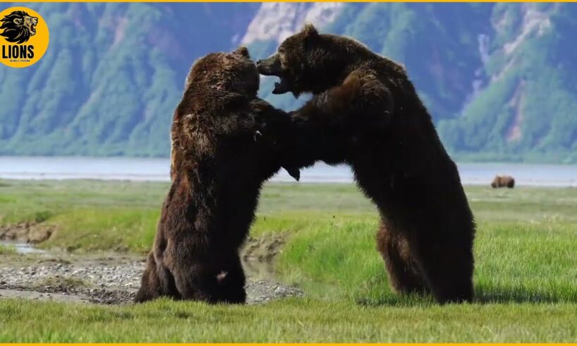 The Fierce Fight Between 2 HUGE Ferocious Bears | Animal Fighting