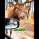 The Grateful Deer: A Heartwarming Rescue Story That Will Melt Your Heart! #shorts #rescuedhearts