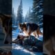 The Loyal Shepherd Dog Rescues a Lost Mountaineer～ #rescue#rescuedog #animals #dog #shortvideo