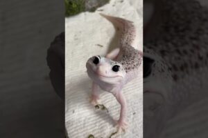 The Most Beautiful Gecko in the World - Enzo!