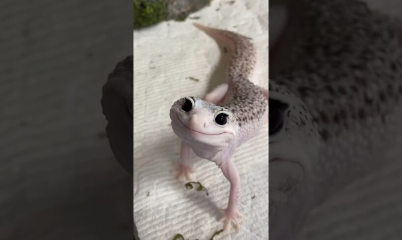 The Most Beautiful Gecko in the World - Enzo!