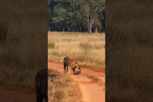 The Tiger playing In road #wildlife #tiger #animals #nature #wildlifephotography #wildlifenadeem