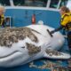 The animal rescue team was there to help a beluga whale remove parasitic barnacles from its body