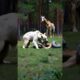 The bear fights the snake, the giraffe just watches. #animals