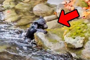 The bear swam across the stream and followed the man home, then a miracle happened.