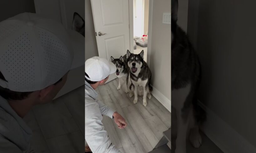 The clones steal my dogs bunk bed #dog #dogs #husky #huskies #cute