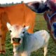 The cow playing in the field | cow video kids | cow video | animals video