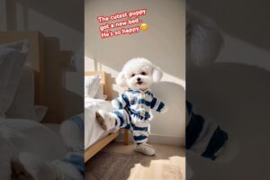 The cutest puppy in the world got a new bed #cutest puppy #cutest #dogs #pets