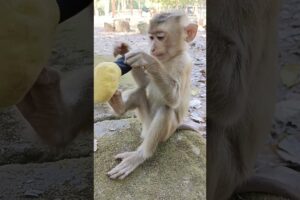 The monkey is playing with something🤣❤️#shorts #hanuman #animals #monkey