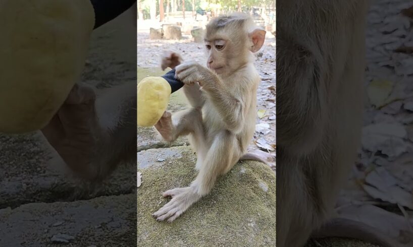 The monkey is playing with something🤣❤️#shorts #hanuman #animals #monkey