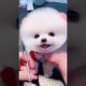 🐶🐶The world’s cutest puppies 🐶🐶 #funnyvideos #cuteanimal