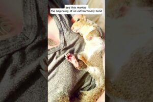 Thirsty squirrel rescued and adopted #animals #rescue #animalrescue #animalshorts