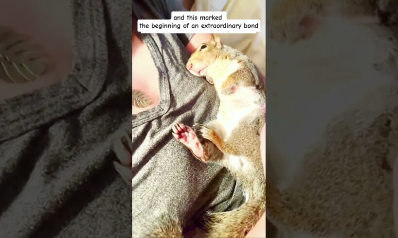 Thirsty squirrel rescued and adopted #animals #rescue #animalrescue #animalshorts