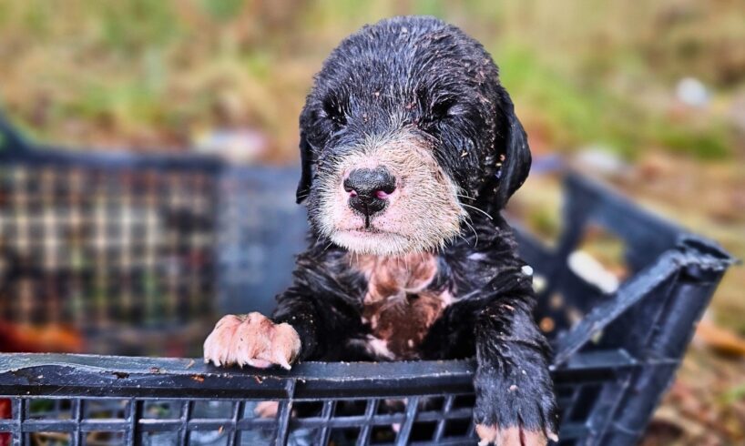 This Puppy Barely Survived After Losing His Family