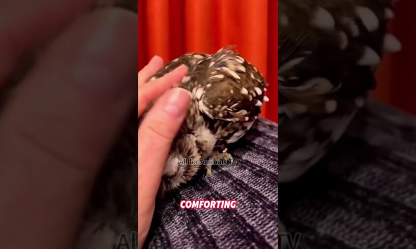 This girl rescued the heavy owl 🦉 #rescueanimals #animals #owl