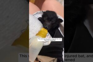 This woman rescued an injured bat, and then this happened #animalshorts #shortvideo