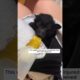 This woman rescued an injured bat, and then this happened #animalshorts #shortvideo