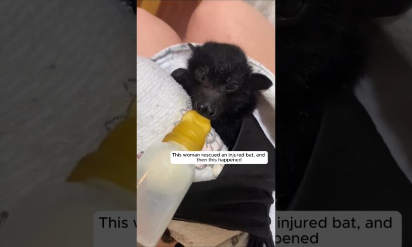 This woman rescued an injured bat, and then this happened #animalshorts #shortvideo