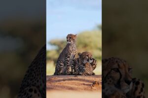 Tiger Time: A Couple's Chill 🐅 #animals #tiger #trending