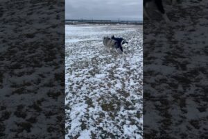 Trying to play with a working breed #fails #dog #pets #animals #dogbreed #outdoors #winter