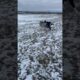 Trying to play with a working breed #fails #dog #pets #animals #dogbreed #outdoors #winter