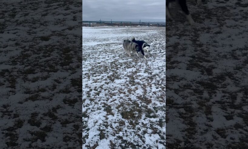 Trying to play with a working breed #fails #dog #pets #animals #dogbreed #outdoors #winter