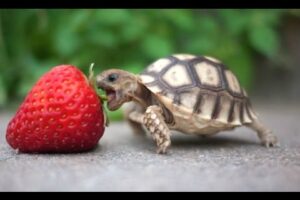 Turtle / Tortoise - A Funny Turtle And Cute Turtle Videos Compilation || NEW HD