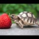 Turtle / Tortoise - A Funny Turtle And Cute Turtle Videos Compilation || NEW HD