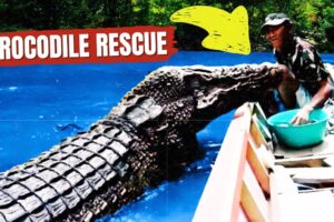 Unexpected Bond: Man Rescues Crocodile, Inspiring Heartwarming Animal Rescue Story