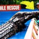 Unexpected Bond: Man Rescues Crocodile, Inspiring Heartwarming Animal Rescue Story