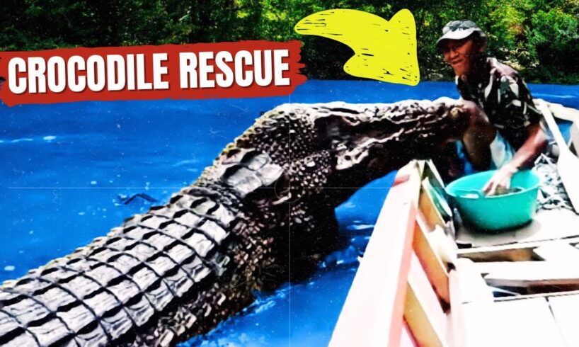 Unexpected Bond: Man Rescues Crocodile, Inspiring Heartwarming Animal Rescue Story