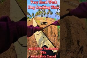 Very Hard Work Dog Catch Tumkur City #dog #streetdogplanet44 #ytshorts #viralshorts #rescue