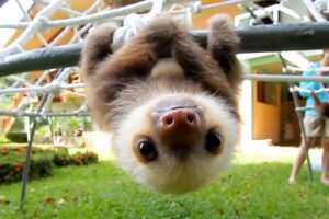 What Does A Sloth Say?