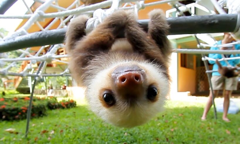 What Does A Sloth Say?