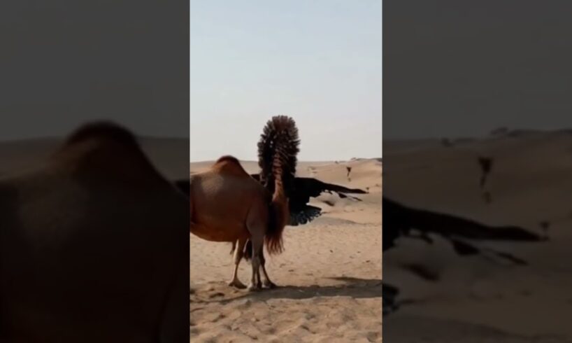 What a camel with playing eagle. Best funny vadio 😱😝