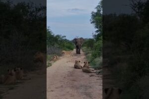 When lions meet an elephant 😬