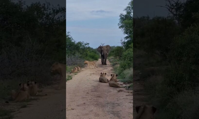 When lions meet an elephant 😬