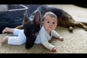 When your dog becomes a big brother - Cute Moments Dog and Human