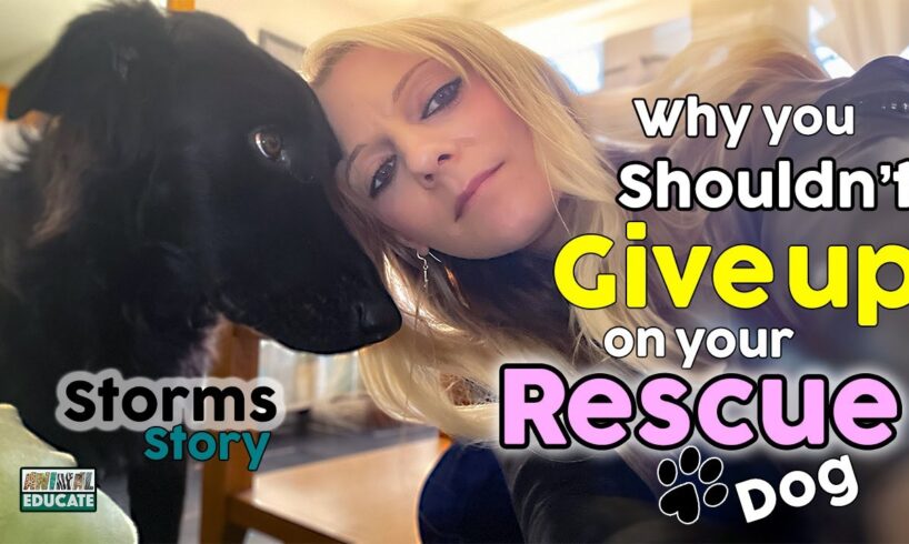 Why You Shouldn't Give Up On Your Rescue Dog - Storms Story 🐾 🐶