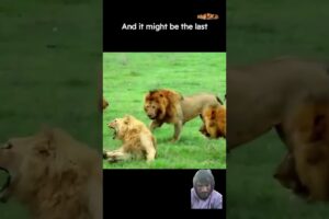 Why did the lions do that!?