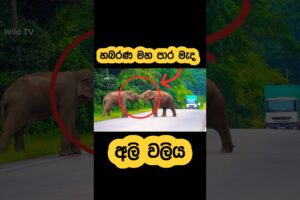 Wild elephant fight on main road🫣#shorts #youtube #elephant #attack #tiktok #fight #views #reels