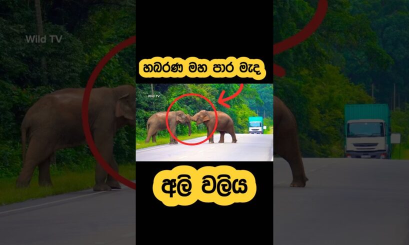 Wild elephant fight on main road🫣#shorts #youtube #elephant #attack #tiktok #fight #views #reels