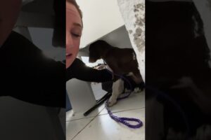 Woman Rescues 3 Puppies Just In Time | The Dodo