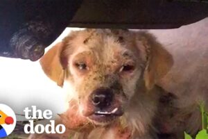 Woman Spends A Month Trying To Rescue This Dog | The Dodo