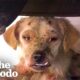 Woman Spends A Month Trying To Rescue This Dog | The Dodo