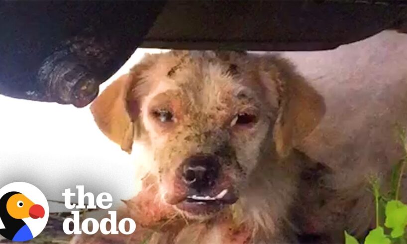 Woman Spends A Month Trying To Rescue This Dog | The Dodo