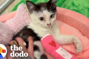 Woman Takes In A Tiny Shelter Kitten After LA Wildfires | The Dodo