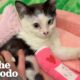 Woman Takes In A Tiny Shelter Kitten After LA Wildfires | The Dodo